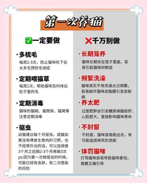 2025年新手养猫避坑指南 从选址到互动全攻略