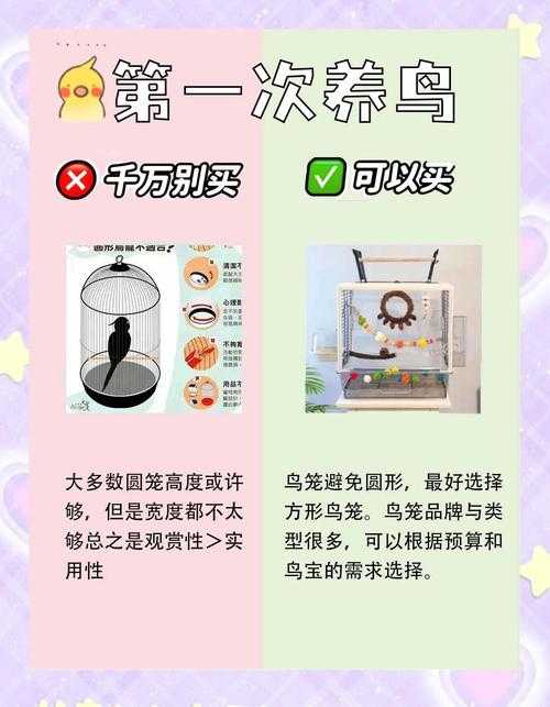 2025年新手养鸟指南 从选品到养护的完整攻略