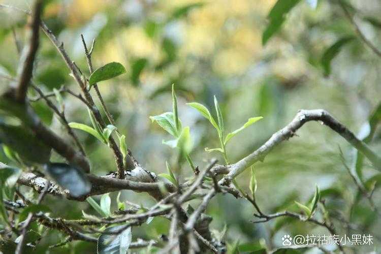 2025年春茶品鉴手记 山间绿宝石的生态价值与消费启示