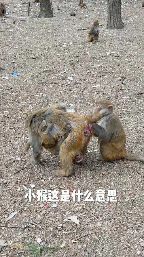 男女生猴子该不该盖被子:从生理角度探讨