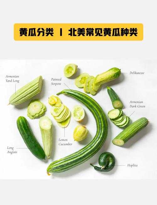 黄瓜的不同品种有什么区别?
