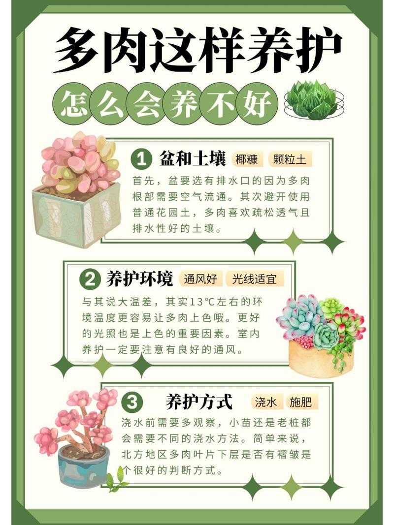 皇家共享小公主多肉养护技巧:注意这些要点