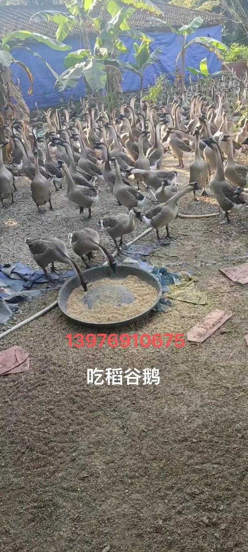 鹅是老五的养殖技巧与常见问题解答