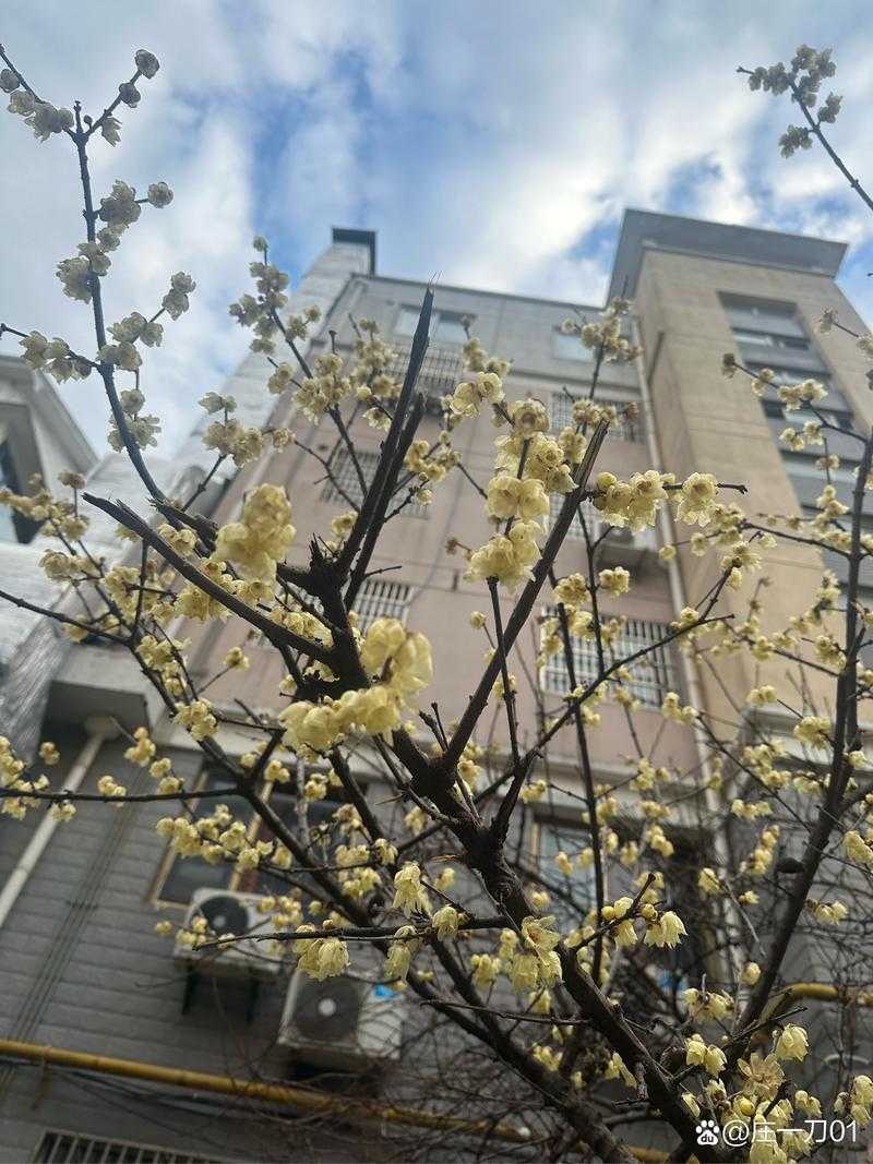 苍白花树繁茂之时