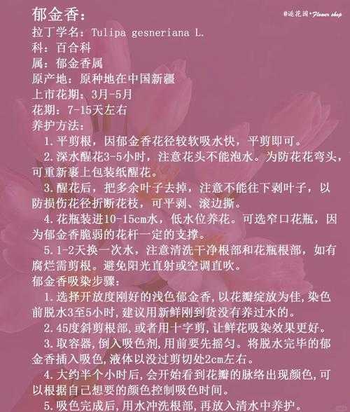 郁金香花语寓意及象征意义