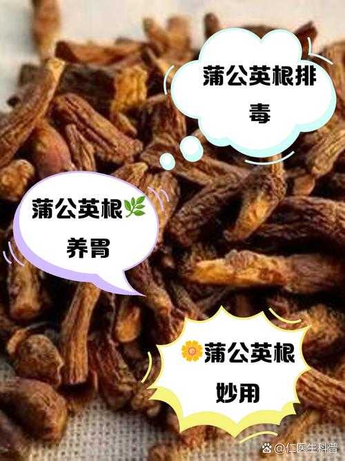 蒲公英根泡水喝的7大功效与作用