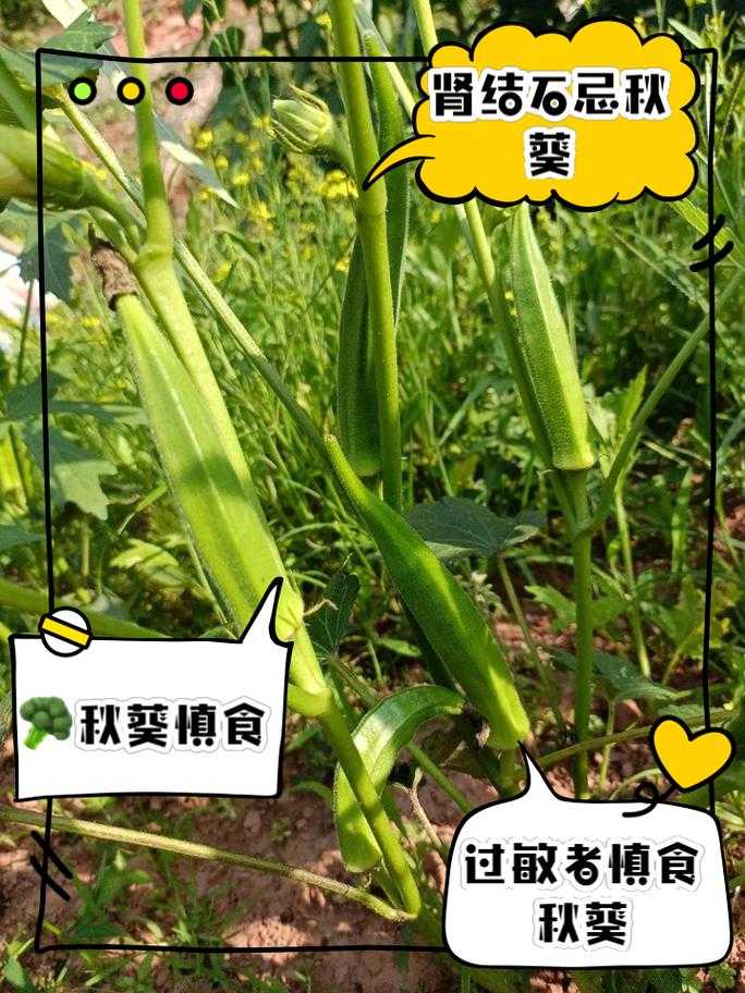 秋葵适合未满十八岁的人吃吗:探究其食用适宜性