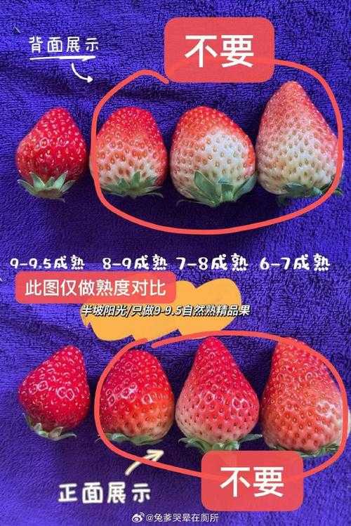 蜜丝婷大草莓和小草莓对比:哪一种更适合你