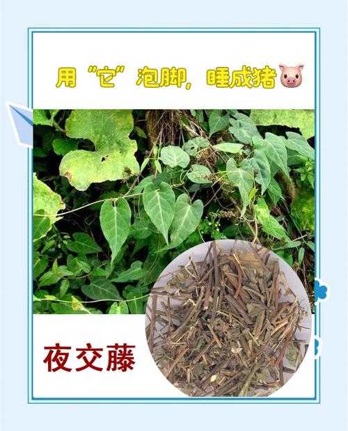 藤类植物组词大全:常见藤本名称与搭配用法