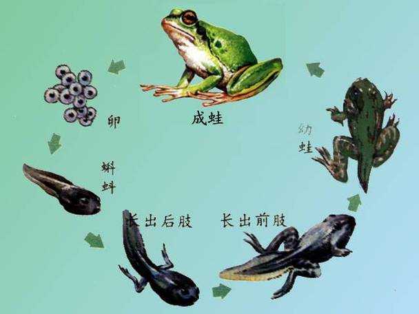 小蝌蚪软件全新升级:这些改变将颠覆你的使用体验