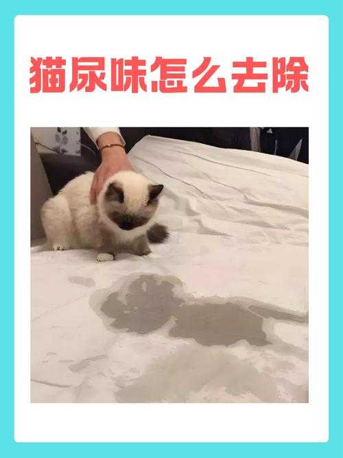 可爱的小动物-bl-尿出来了呜呜呜-吸水性强-不渗漏-环保可降解