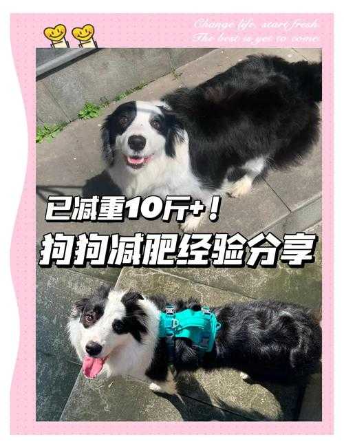 疯狂梗传狗子减肥过关攻略分享