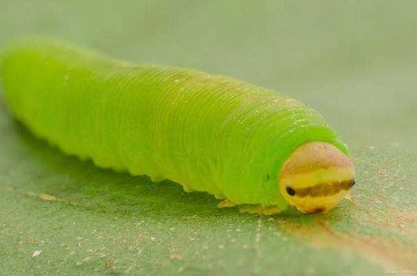 震撼画面!舌头探入蜜源毛毛虫引网友热议:自然奇观与生命共舞