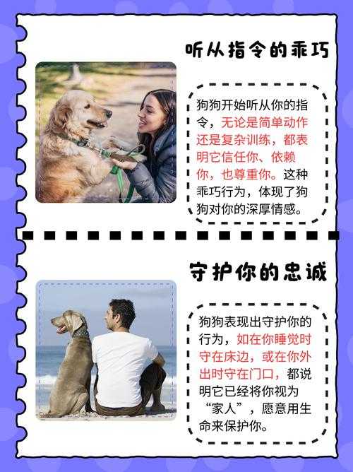 解锁狗狗保家卫国的秘密:免费看狗锁人视频!