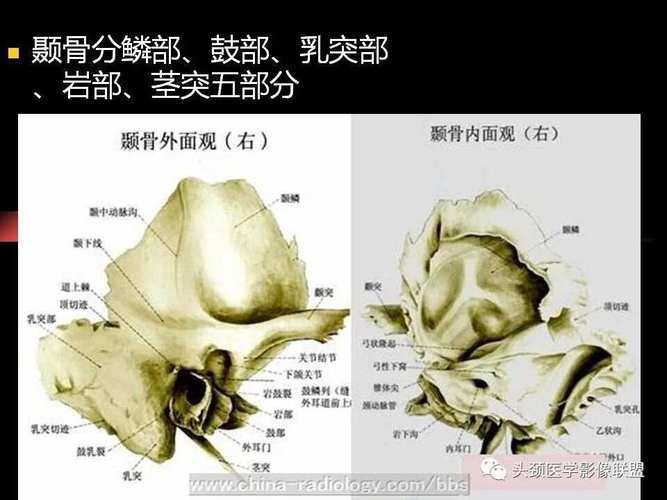 颗粒状乳突形态及其发育机制研究
