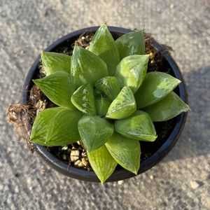 草玉露:了解草玉露的基本特征、种植技巧及常见问题解决