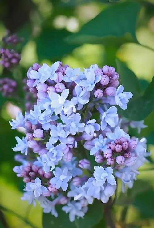 高清演绎:丁香花凄美爱情故事