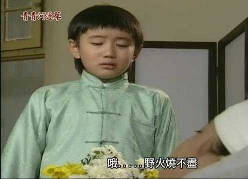 青青河边草MV字幕解析:情感与文化深度解读