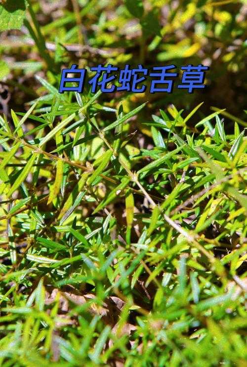 蛇舌症状、治疗及预防攻略,全面了解蛇舌危害与应对措施