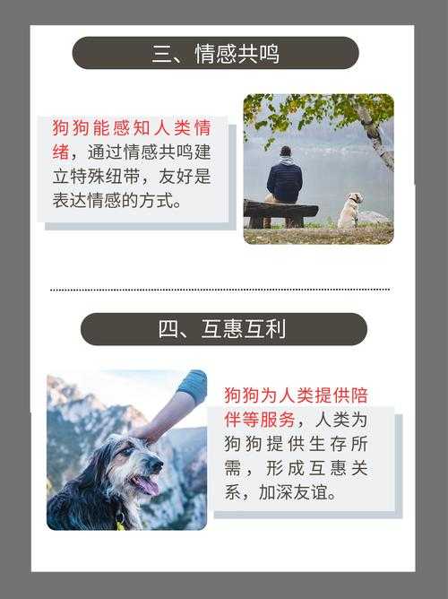 狗:人类情感纽带的最佳伙伴