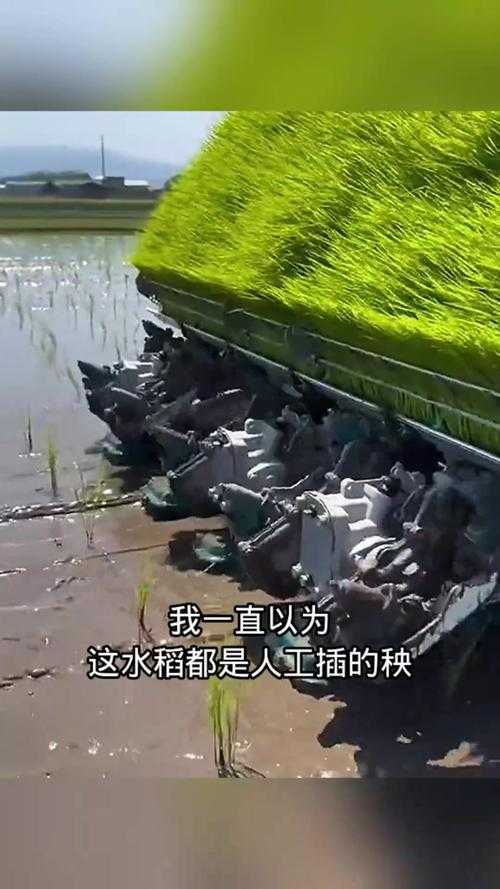 实用工具助力农民轻松提高坐着插秧效率!