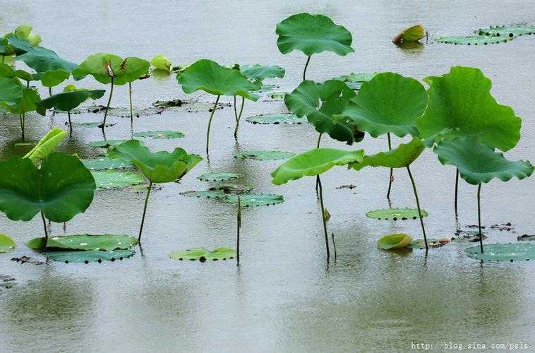 老人船上赏雨荷:第13集揭秘雨中荷花魅力与老人心结