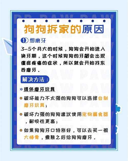 老公不在家,狗狗用品可否拿用?探讨宠物用品借用问题