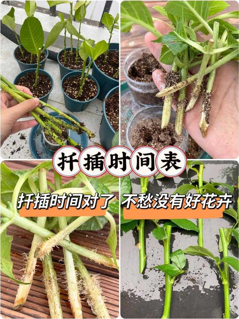 扦插繁殖植物好处盘点:植物繁殖奥秘大揭秘
