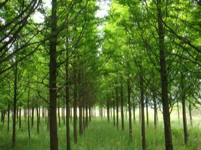 2025全球落叶植物生态经济与保护趋势