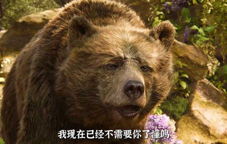 美国ZOOM动物仙踪林:揭秘奇幻动物世界