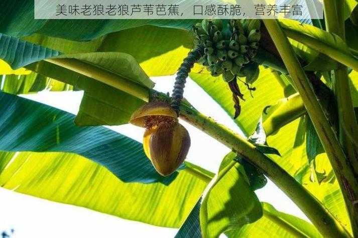 老狼老狼芦苇芭蕉:揭秘歌谣中的文化传承与象征意义