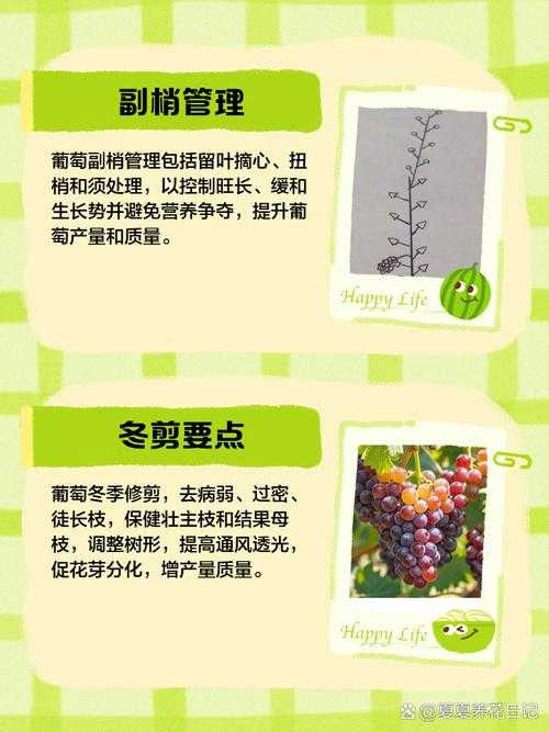 葡萄夹取技巧:不烂不掉出,轻松掌握