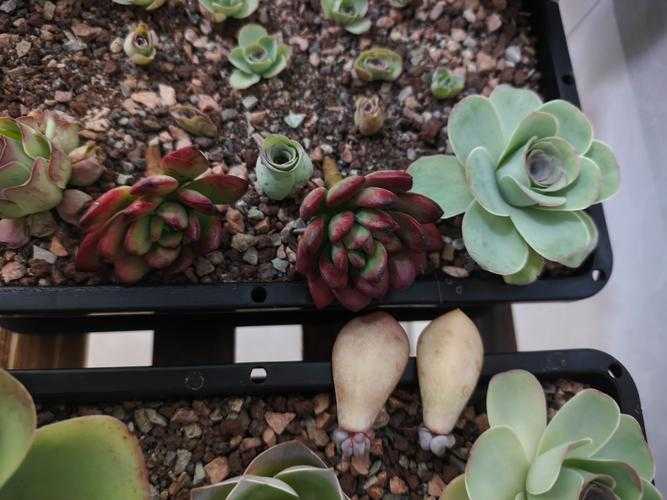重生多肉植物:肉质饱满,易养活经典品种推荐