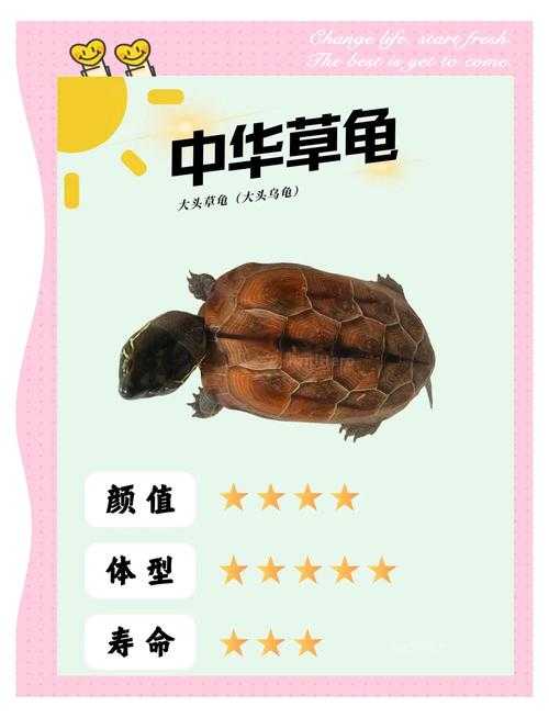 男子大头龟图片尺寸规格及重量解答