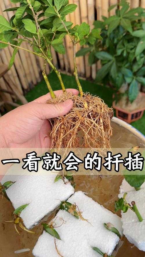 床上扦插72招:轻松在家繁殖植物技巧分享