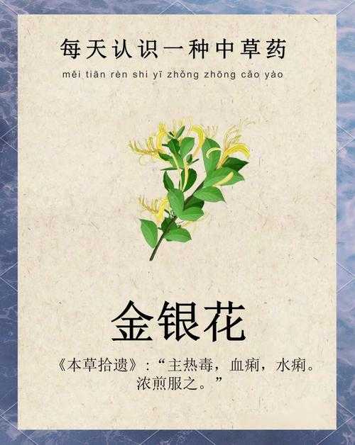 深度解析金银花独特魅力：金银花精油功效与使用方法