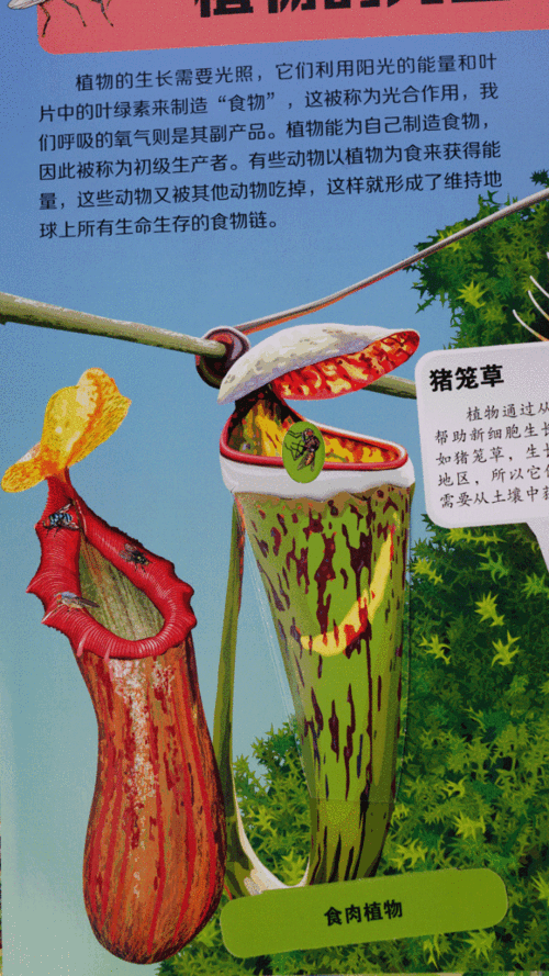 2025年最新动物动态图资源指南 带娃探索自然的好帮手