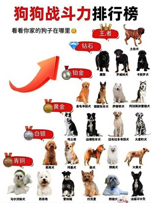 2025年最新狗狗高清图库获取全攻略