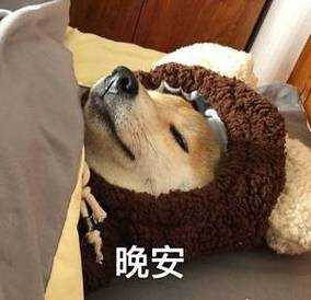 2025年最治愈的动物晚安表情包图鉴