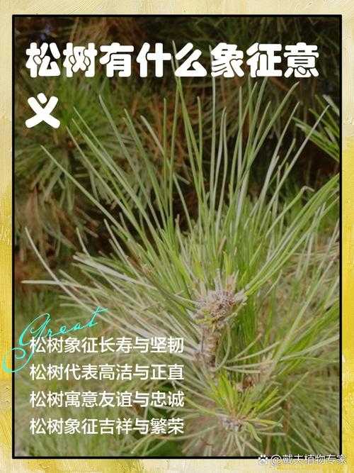 2025年松树生态价值与文化意义全解析