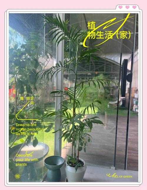 2025年椰子品种避坑指南 喝出热带生活的仪式感