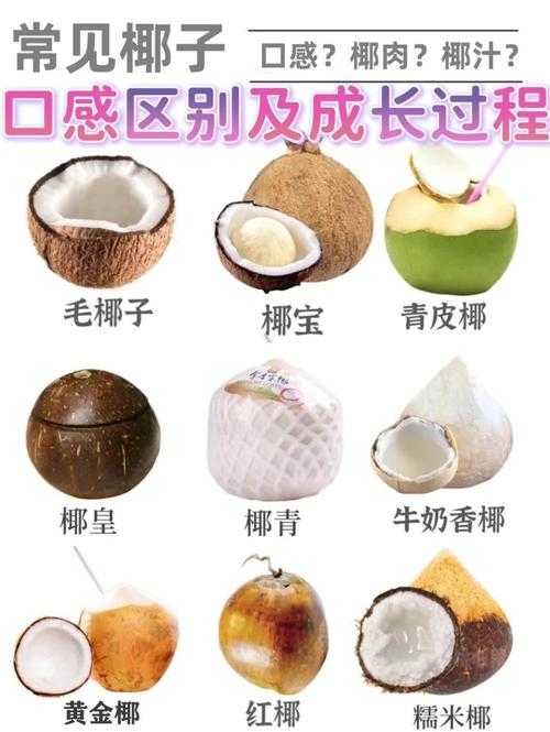 2025年椰子选购全攻略 手把手教你避开雷区