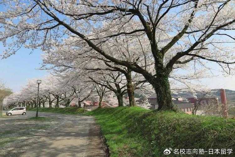 2025年樱花污染监测系统升级 普通人能感受到什么